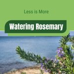 Rosemary in mediterranean environment with text: Less is More Watering Rosemary