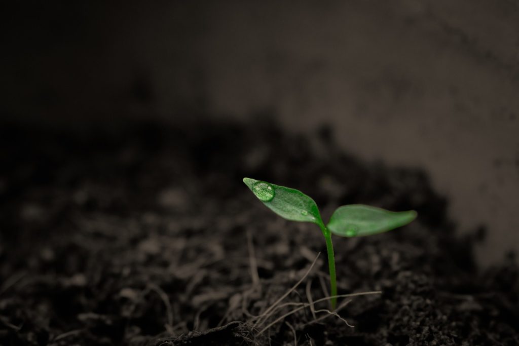 A small seedling could be the start of a greenhouse business