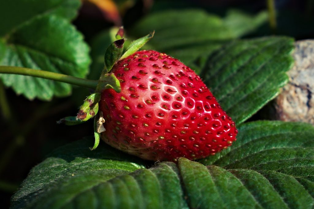 Strawberries as a crop can start a greenhouse business