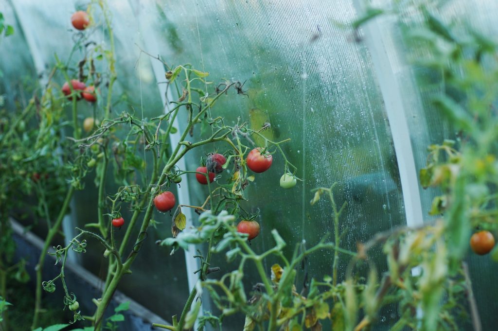 Growing tomatoes in a greenhouse to make money