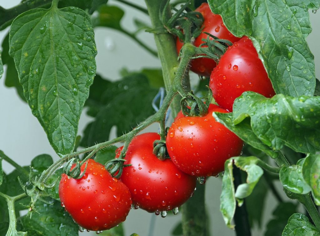 small garden greenhouses can produce tomatoes to feed a family