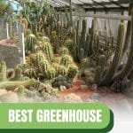Cacti inside a greenhouse with text: Best Greenhouse for Desert Climate