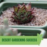 Cactus in planter with text: Desert Gardening Success Choosing the Right Greenhouse