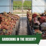 Cactus in planters in greenhouse with text: Gardening in the Desert? Find Your Ideal Greenhouse Here
