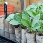 Close up of toilet paper rolls used as seed starting materials in a cold frame greenhouse