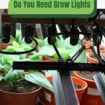 Plants in pots under greenhouse lights with text: Do You Need Grow Lights in a Greenhouse?
