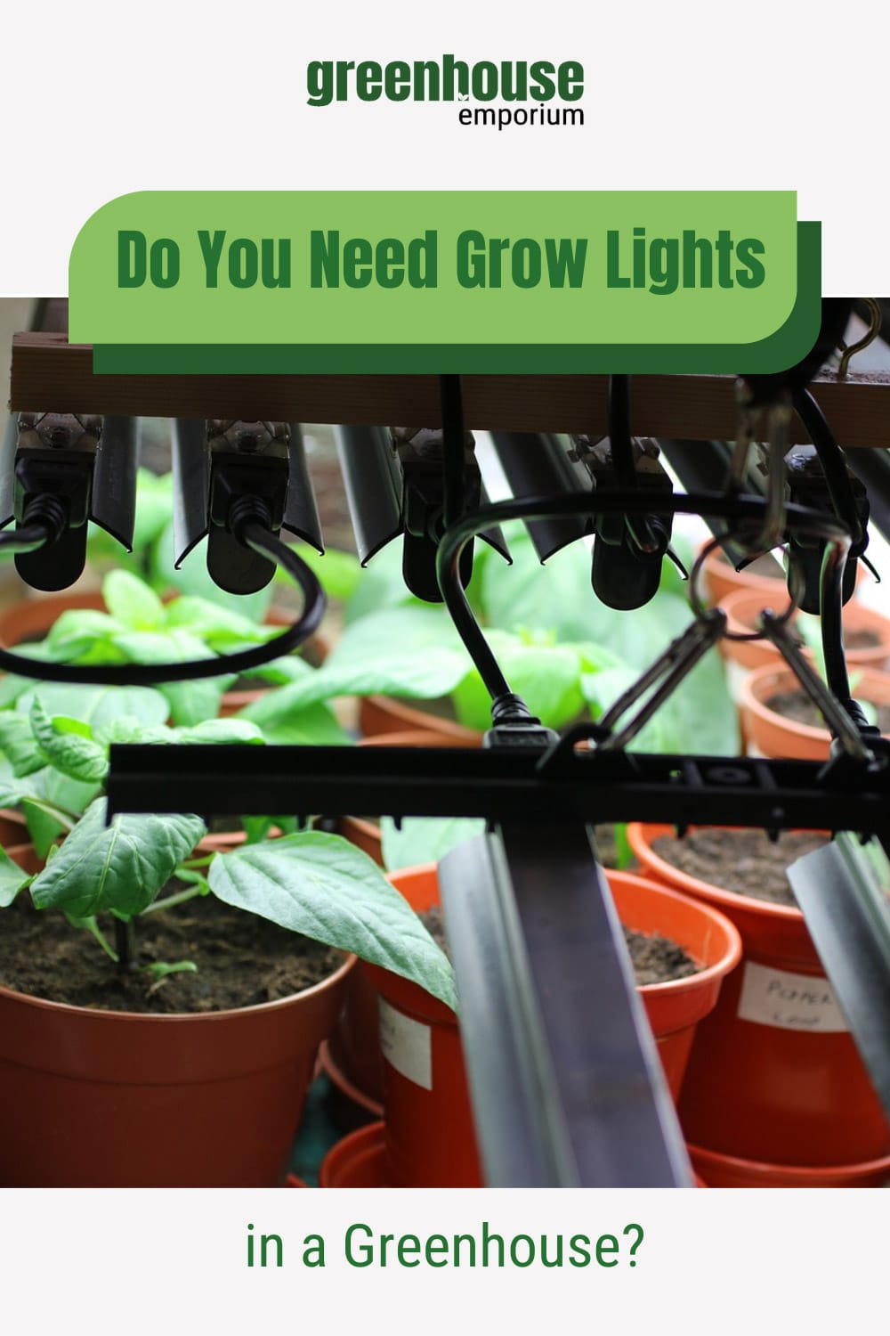 Plants in pots under greenhouse lights with text: Do You Need Grow Lights in a Greenhouse?