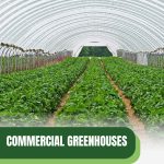 Interior of commercial greenhouse with text: Commercial Greenhouses Size Matters