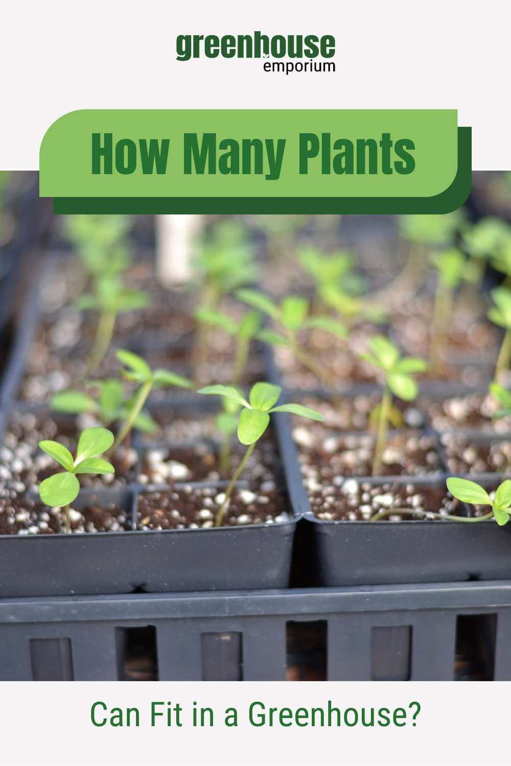 Seedlings in trays with text: How Many Plants Can Fit in a Greenhouse?