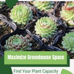 Cacti with text: Maximize Greenhouse Space Find Your Capacity