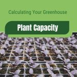 Purple basil seedlings with text: Calculating Your Greenhouse Plant Capacity