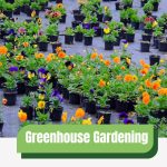 Flowers in pots on weed fabric with text: Greenhouse Gardening Optimizing Space for Maximum Growth