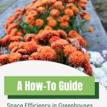 Chrysanthemums with text: A How-To Guide Space Efficiency in Greenhouses