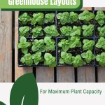 Basil in trays with text: Greenhouse Layouts for Maximum Plant Capacity
