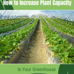 Rows of plants inside greenhouse with text: How to Increase Plant Capacity in Your Greenhouse