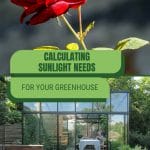 Rose and interior of greenhouse with text: Calculating Sunlight Needs for Your Greenhouse