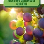 Sunlight behind grapes with text: Adjusting Greenhouse Sunlight Throughout the Seasons