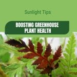 Leaves with text: Sunlight Tips Boosting Greenhouse Plant Health