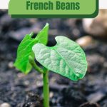 Bean seedling with text: French Beans Greenhouse Growing Guide