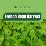Bean leaves with text: Maximize Your French Bean Harvest