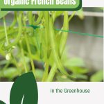 French beans with support with text: Organic French Beans in the Greenhouse