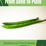 French beans with text: From Seed to Plate Greenhouse French Beans