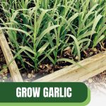Garlic in a bed with text: Grow Garlic Year-Round in Your Greenhouse