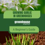 Garlic flowers and garlic leaves with text: Growing Garlic in Greenhouses A Beginner's Guide