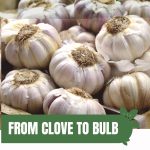 Garlic cloves with text: From Clove to Bulb Growing Garlic in Small Spaces