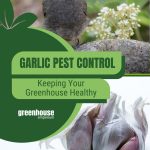 Bird with garlic flower and garlic clove with text: Garlic Pest Control Keeping Your Greenhouse Healthy