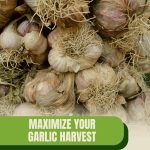 Garlic bulbs with text: Maximize Your Garlic Harvest in a Greenhouse