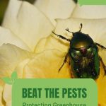 Beetle on rose flower with text: Beat the Pests Protecting Greenhouse Roses