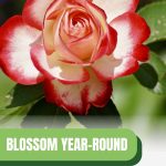 White and red petaled rose with text: Blossom Year-Round With Greenhouse Roses