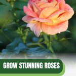 Peach pink rose with text: Grow Stunning Roses in Small Greenhouse