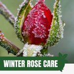 Frosty rose bud with text: Winter Rose Care in Your Greenhouse