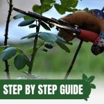 Hand pruning rose canes with text: Step by Step Guide Pruning Roses in the Greenhouse