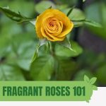 Compact yellow rose with text: Fragrant Roses 101 Greenhouse Growing Techniques