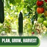 Green and red tomatoes on vine with text: Plan, Grow, Harvest Greenhouse Schedule