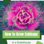 Bright pink and green cabbage with text: How to Grow Cabbage in a Greenhouse