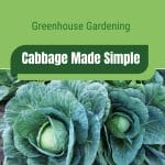 Cabbage heads with text: Greenhouse Gardening Cabbage Made Simple