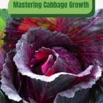 Purple cabbage head with text: Mastering Cabbage Growth in Greenhouse
