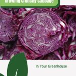 Split red cabbage head with text: Growing Crunchy Cabbage in Your Greenhouse