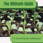 Cabbage seedlings with text: The Ultimate Guide to Greenhouse Cabbages