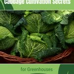 Savoy cabbage heads with text: Cabbage Cultivation Secrets for Greenhouses