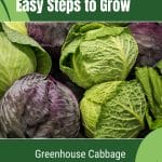 Green and purple cabbage heads with text: Easy Steps to Grow Greenhouse Cabbage