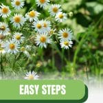 Chamomile flowers with text: Easy Steps to Grow Chamomile in Your Greenhouse