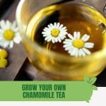 Chamomile flowers in glass with text: Grow Your Own Chamomile Tea in a Greenhouse
