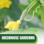 Small cucumber and flower on vine with text: Greenhouse Gardening How to Grow Cucumbers