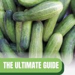 Striped cucumbers with text: The Ultimate Guide Greenhouse Cucumber Growing