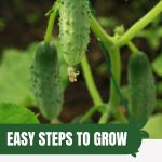 Cucumbers on a vine with text: Easy Steps to Grow Bountiful Cucumbers in Your Greenhouse
